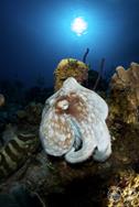 Turks & Caicos - Luxury Aggressor Liveaboard. Octopus.